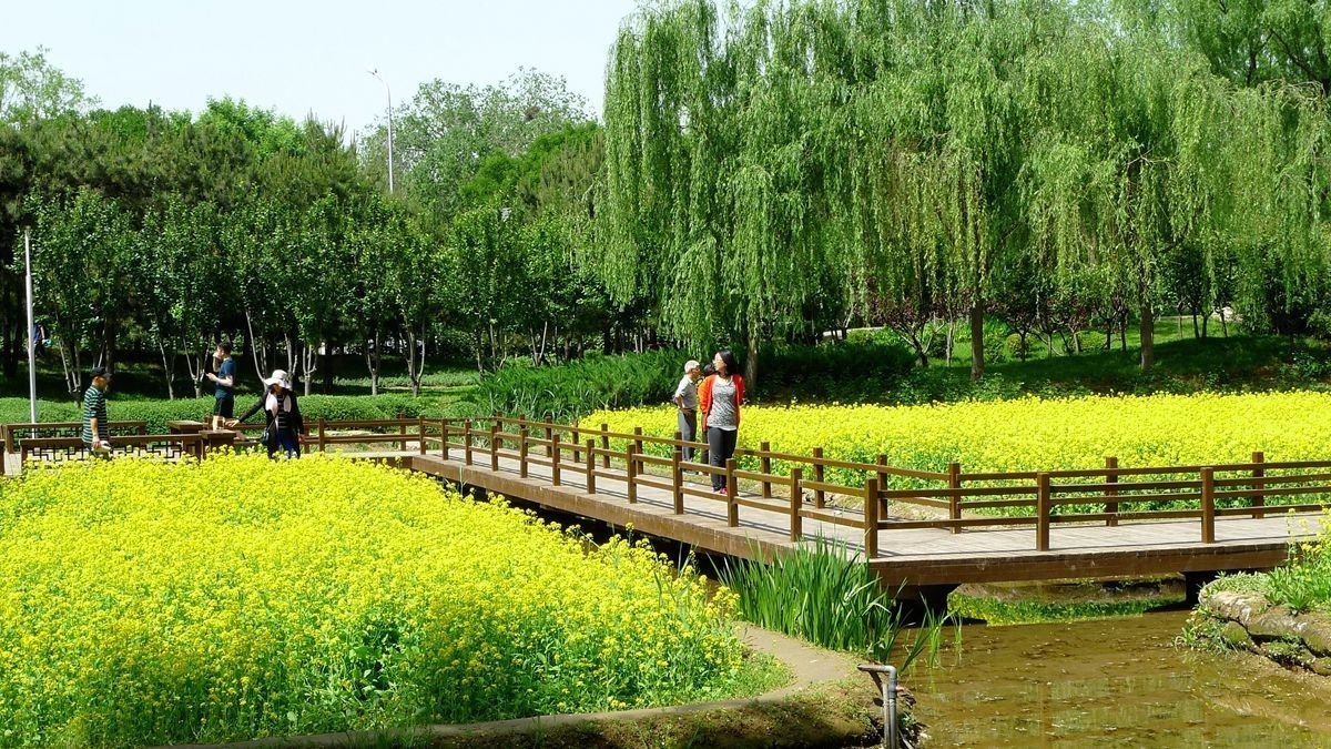 油菜花田喜气洋洋