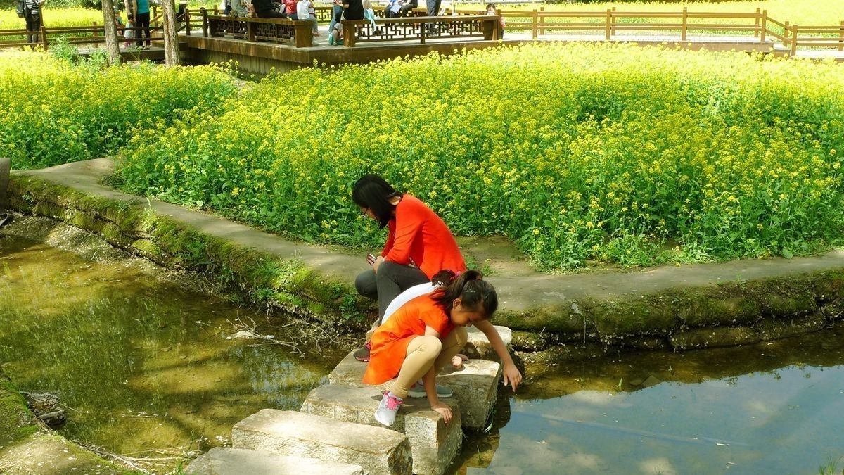 油菜花田喜气洋洋