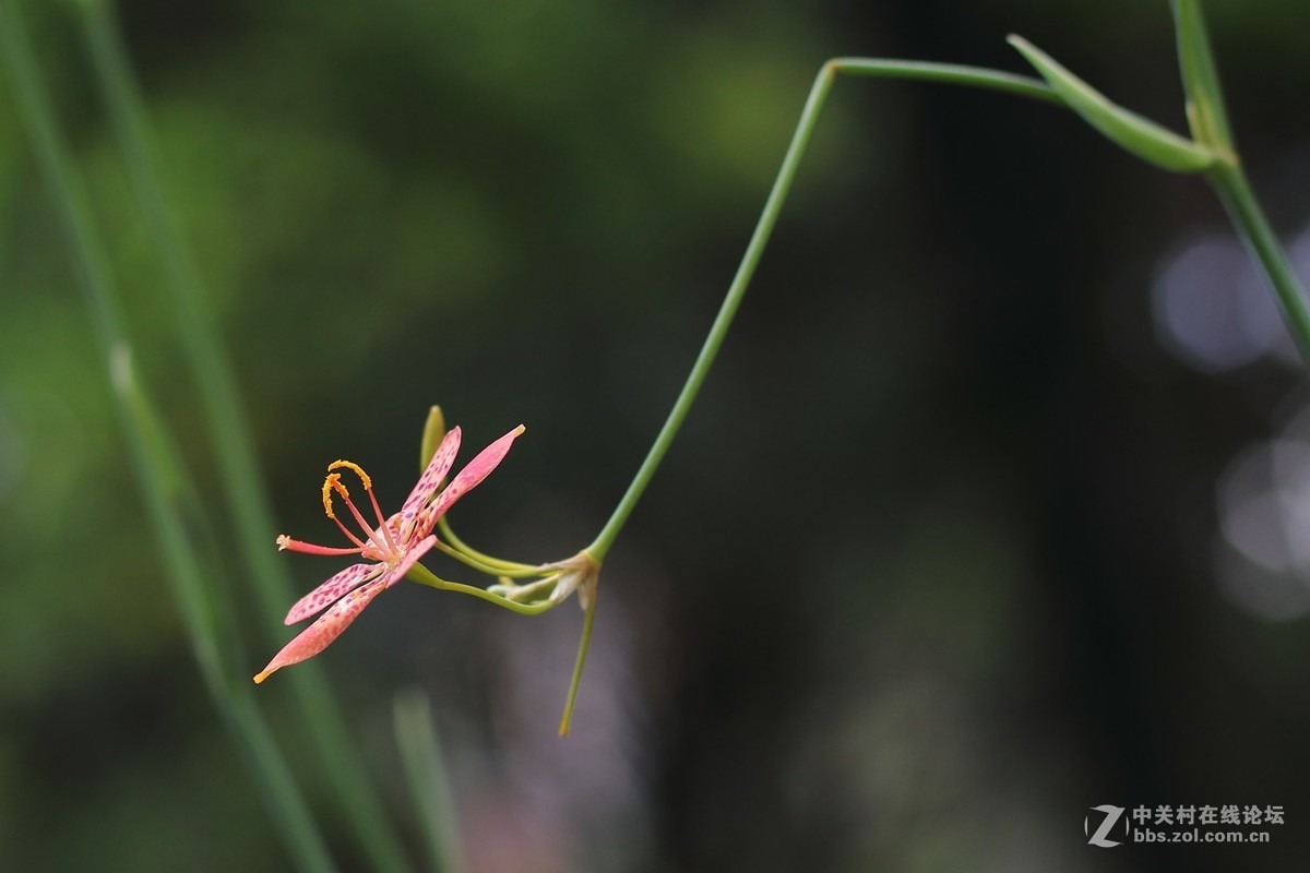 国产镜头——永诺50mmF1.4试镜