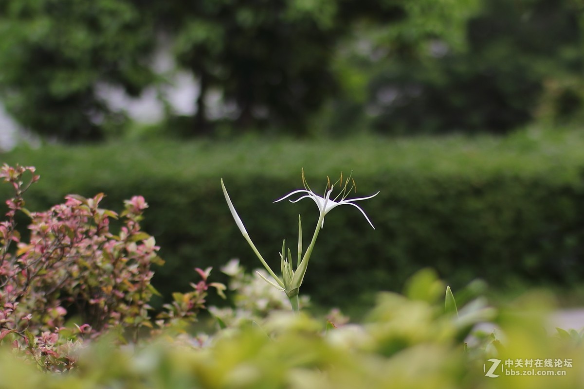 国产镜头——永诺50mmF1.4试镜