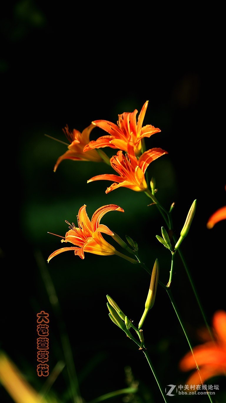 河边大苞萱草-3-中关村在线摄影论坛