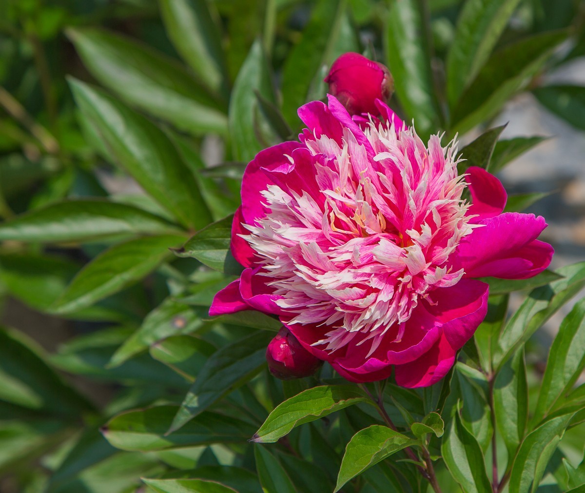 20191227扬州芍药园芍药花三