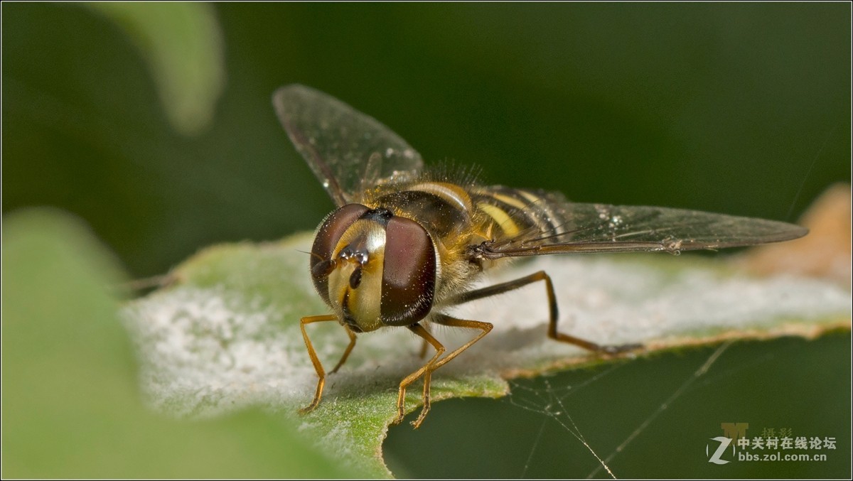 深秋再拍蜘蛛蜂