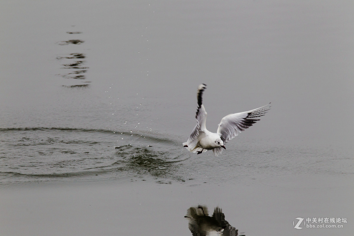 再试小马四之红嘴鸥