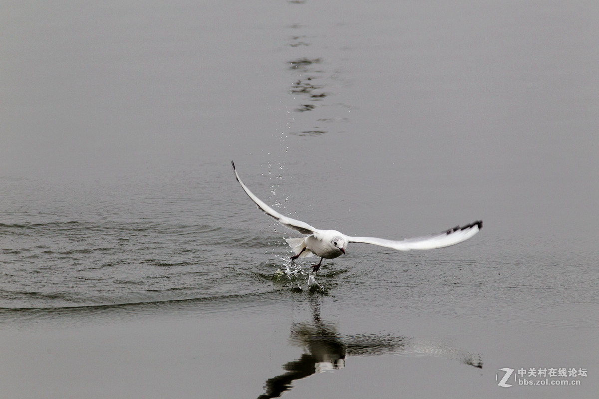 再试小马四之红嘴鸥