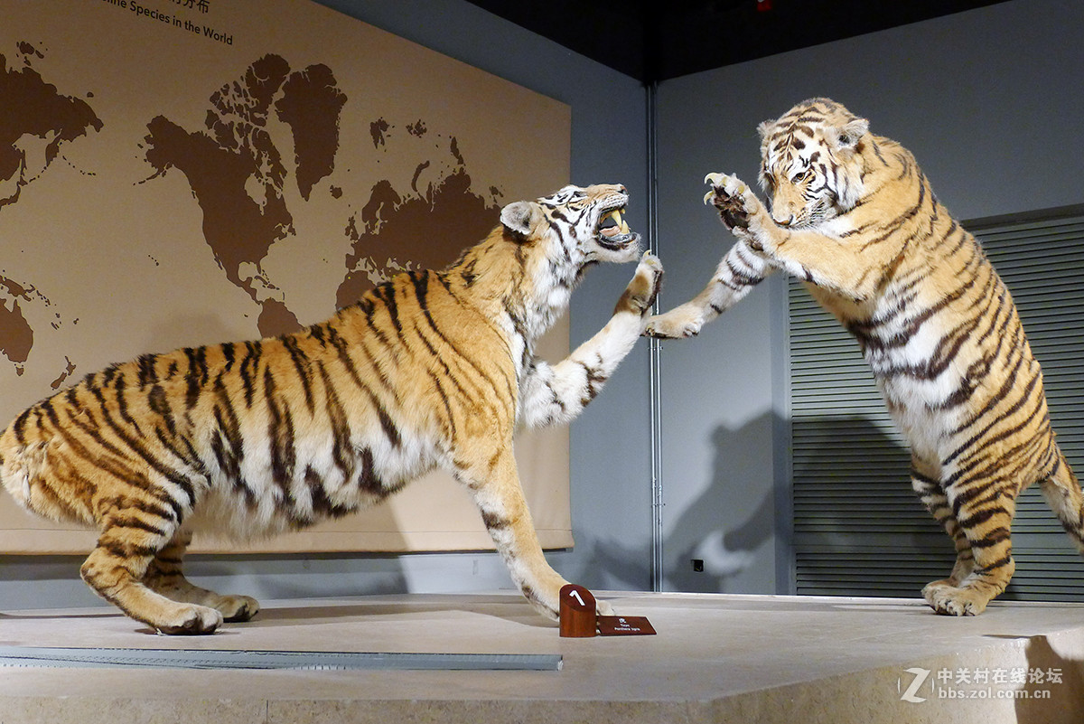 自然博物馆标本