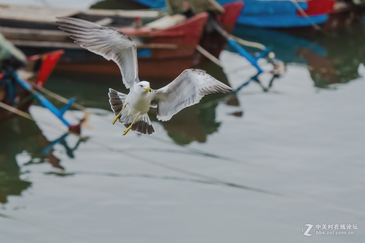 海鸥