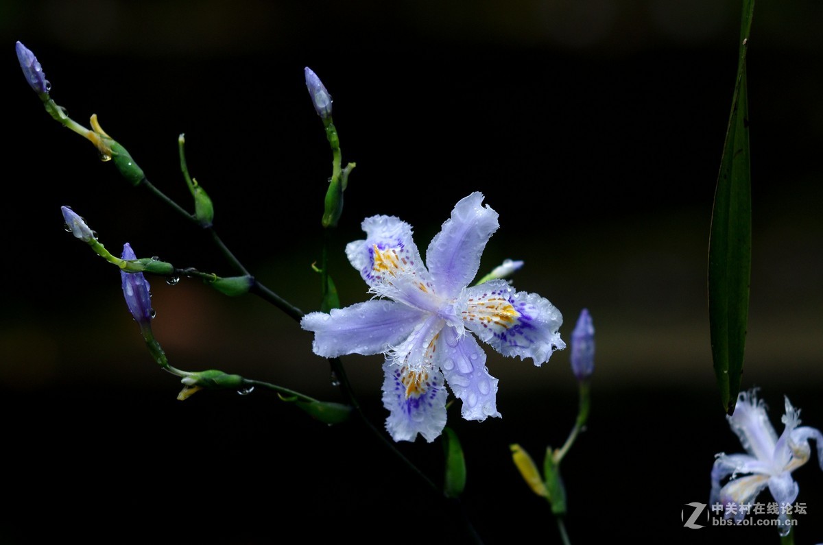 細雨花草