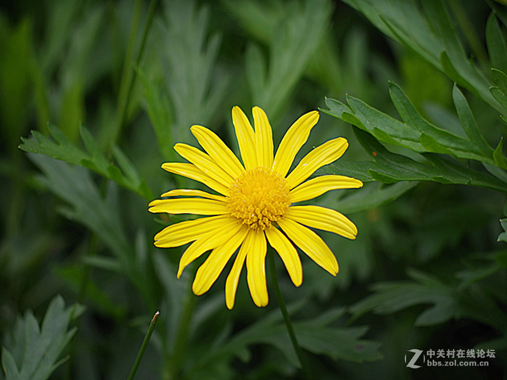 木春菊