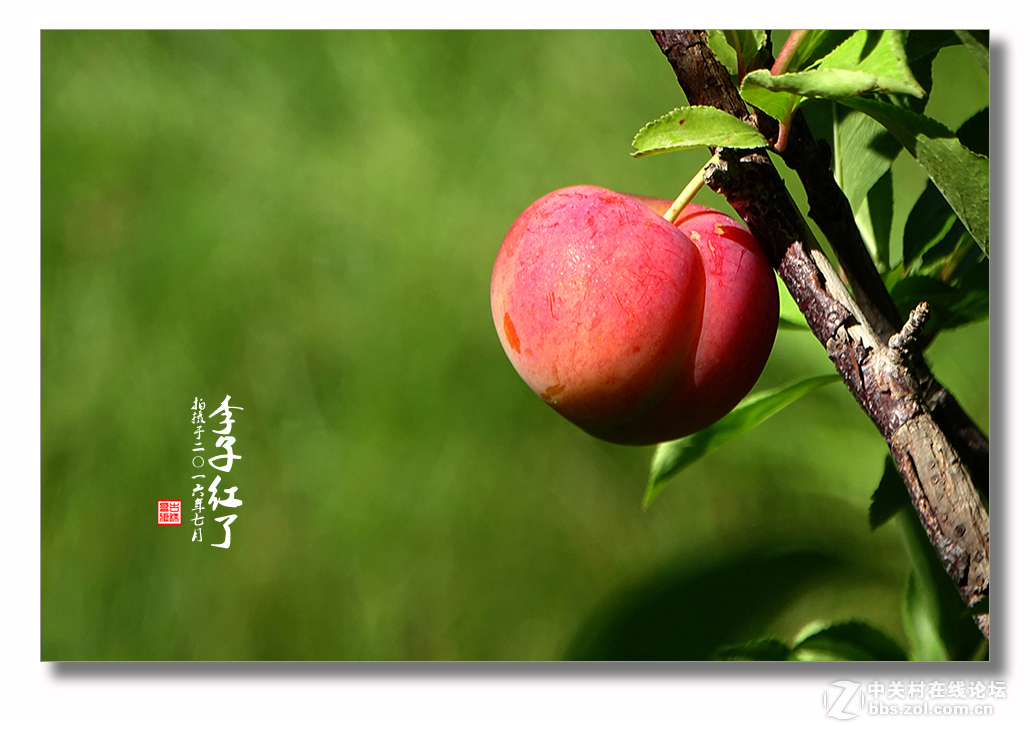 【  七月李子红  】