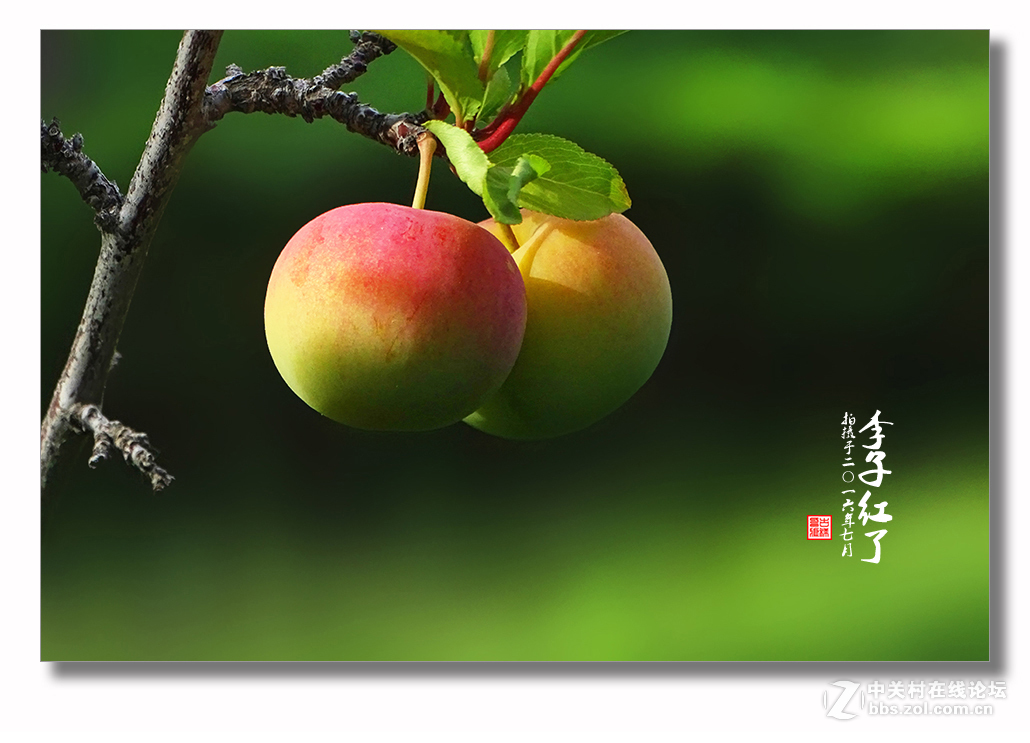 【  七月李子红  】