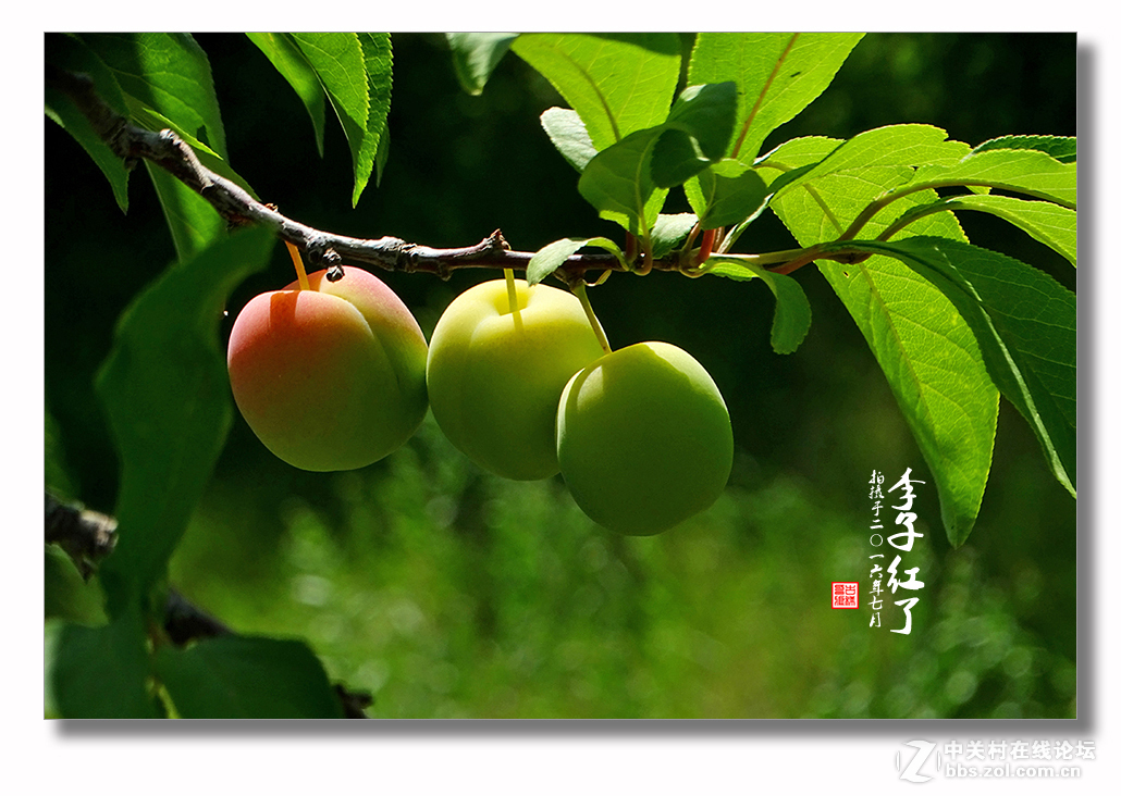 【  七月李子红  】