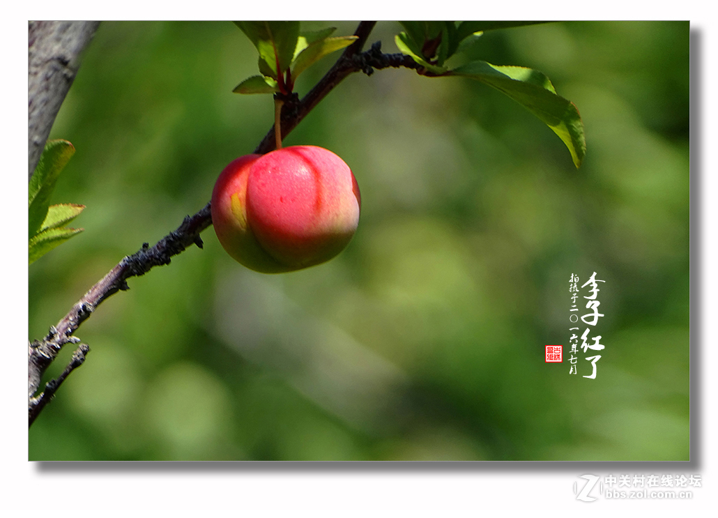 【  七月李子红  】
