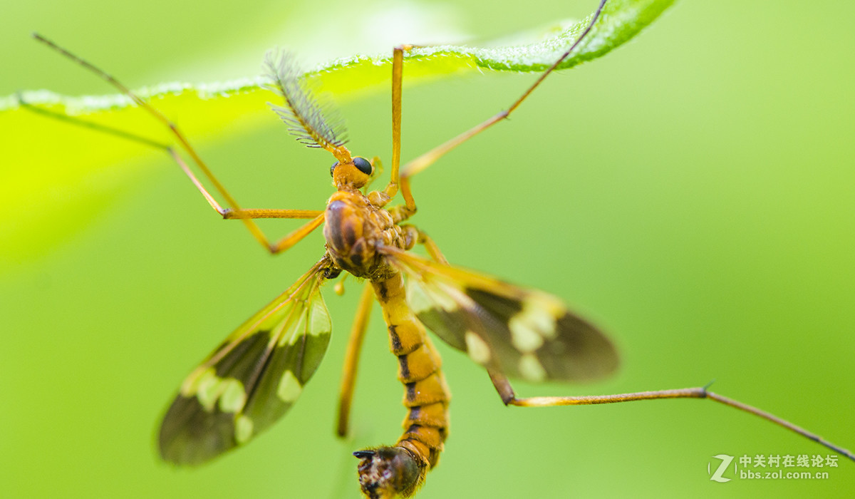 夏日虫趣黑斑蚊