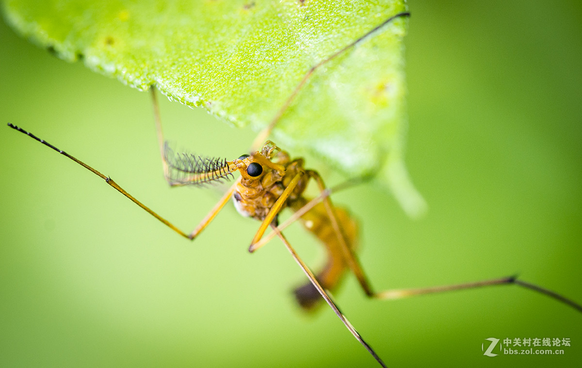 夏日虫趣黑斑蚊