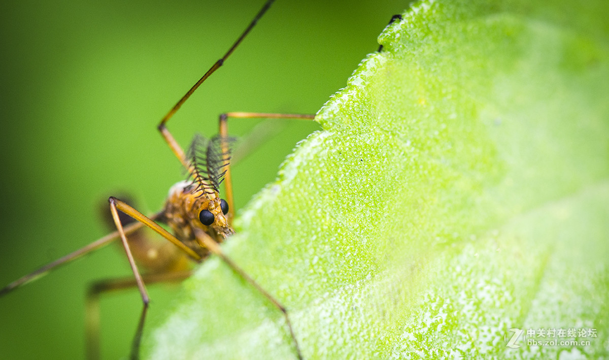夏日虫趣黑斑蚊
