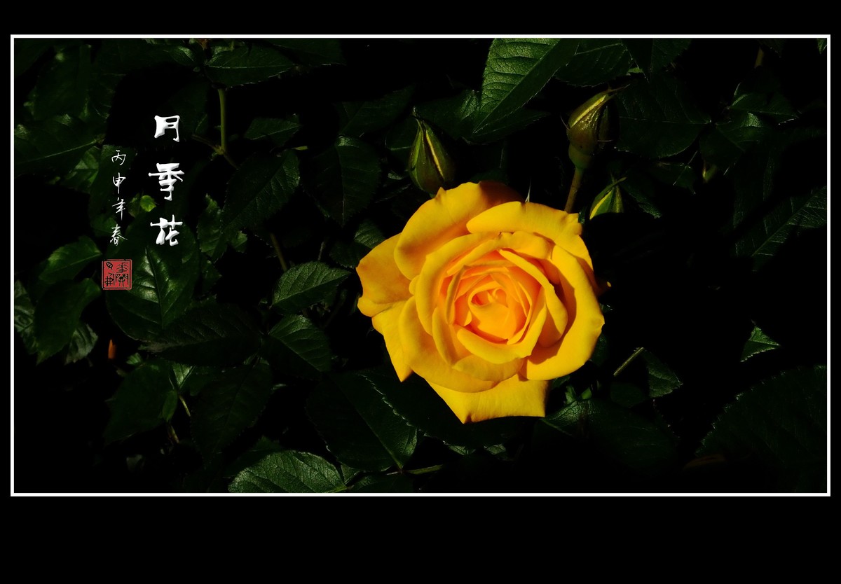舞光弄影的月季花