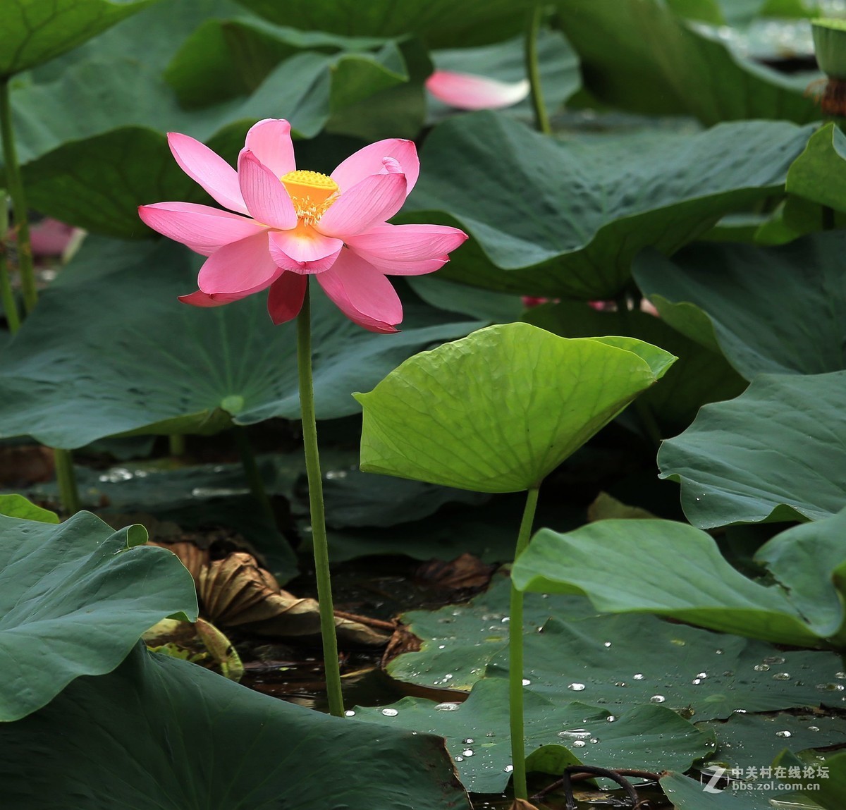 为家乡星空(中国)尽微薄之力吧。