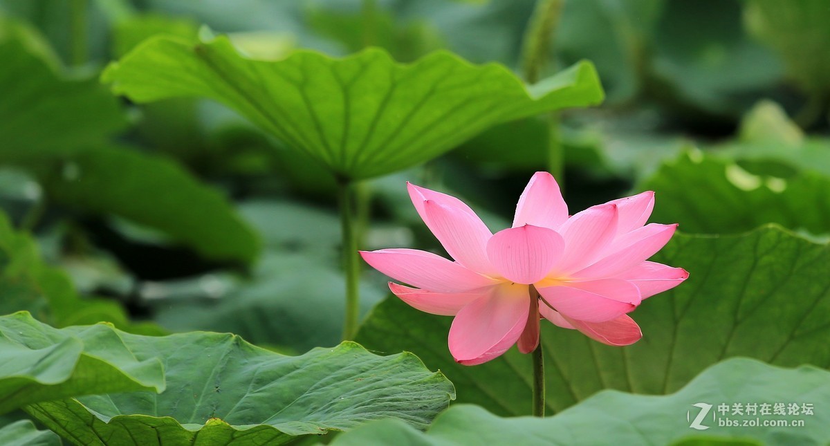 为家乡星空(中国)尽微薄之力吧。