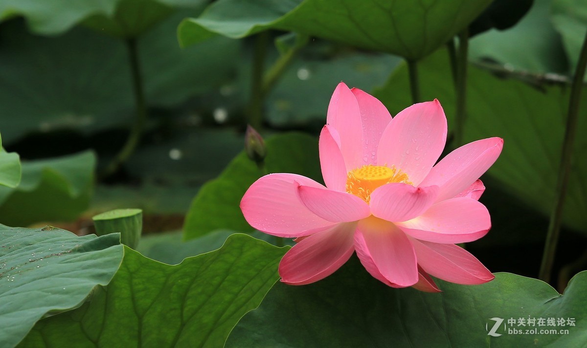 为家乡星空(中国)尽微薄之力吧。