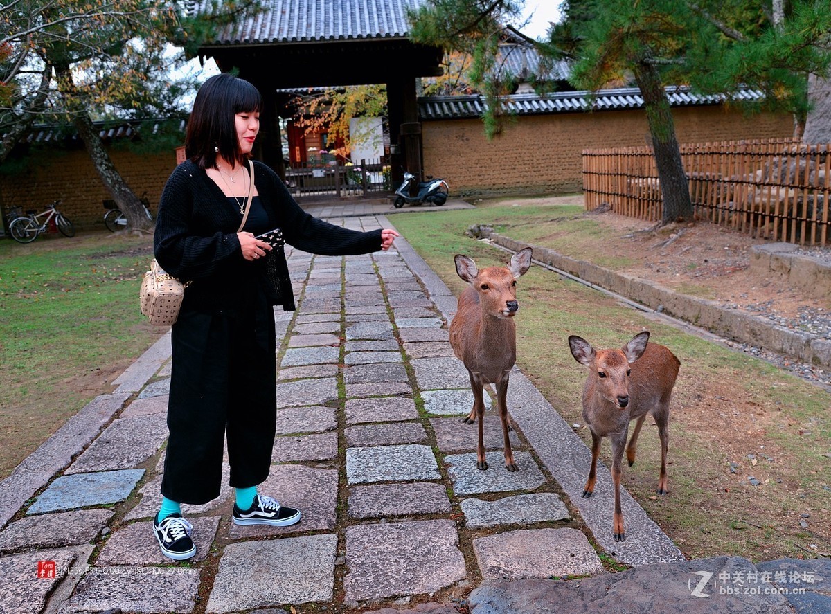 日本奈良东大寺与神鹿公园