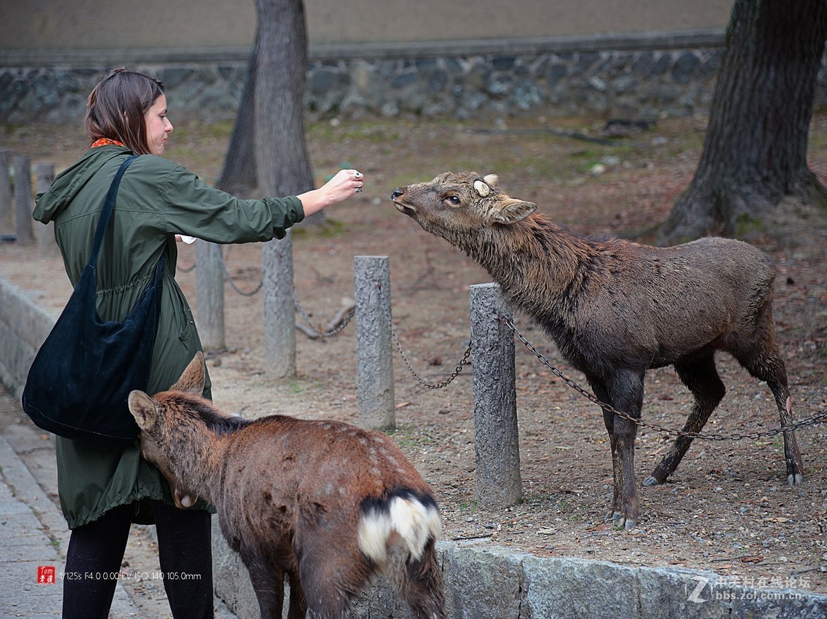 日本奈良东大寺与神鹿公园