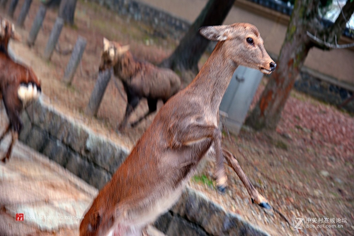 日本奈良东大寺与神鹿公园