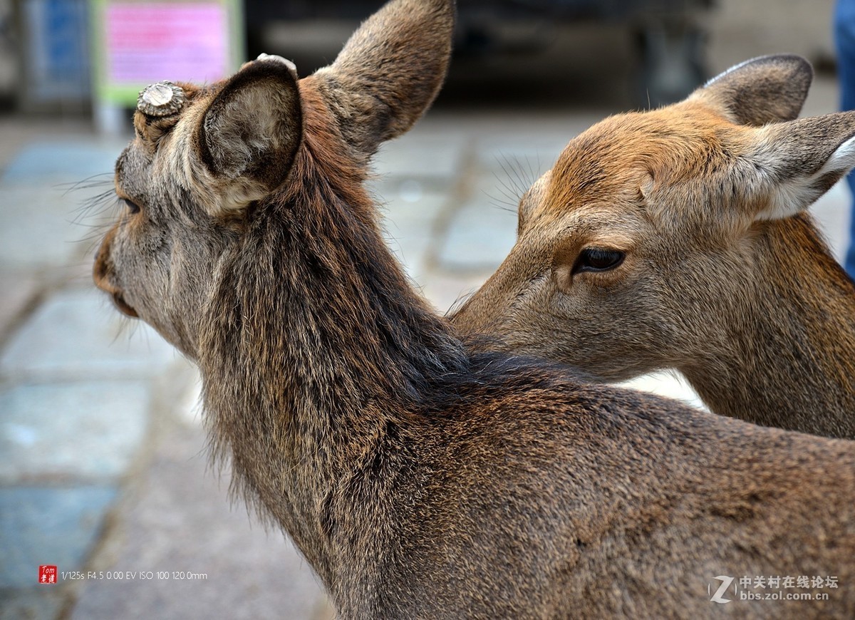 日本奈良东大寺与神鹿公园