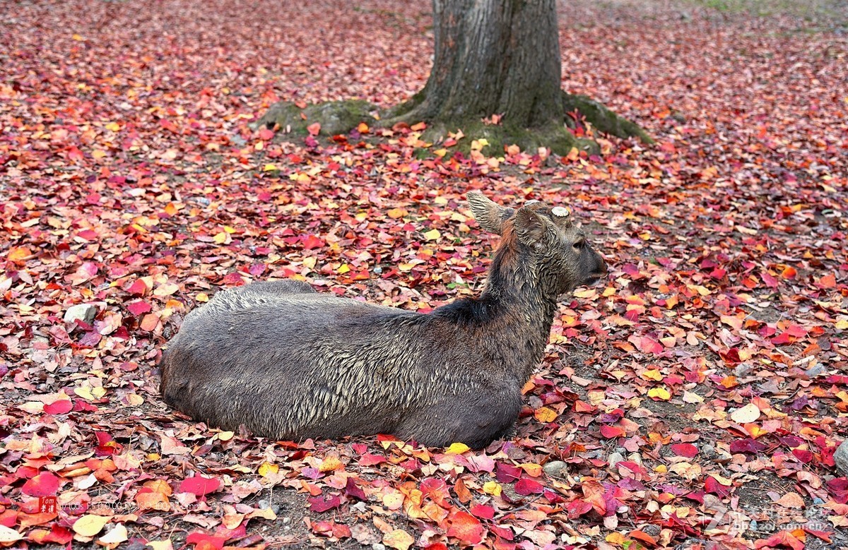 日本奈良东大寺与神鹿公园