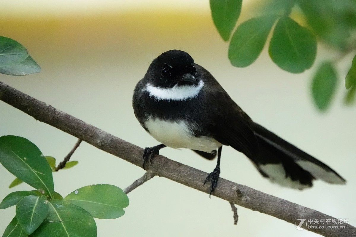 白腹扇尾鹟的绝活：空中捕蝇