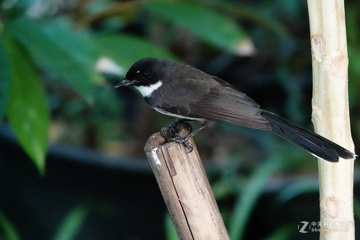 白腹扇尾鹟的绝活：空中捕蝇