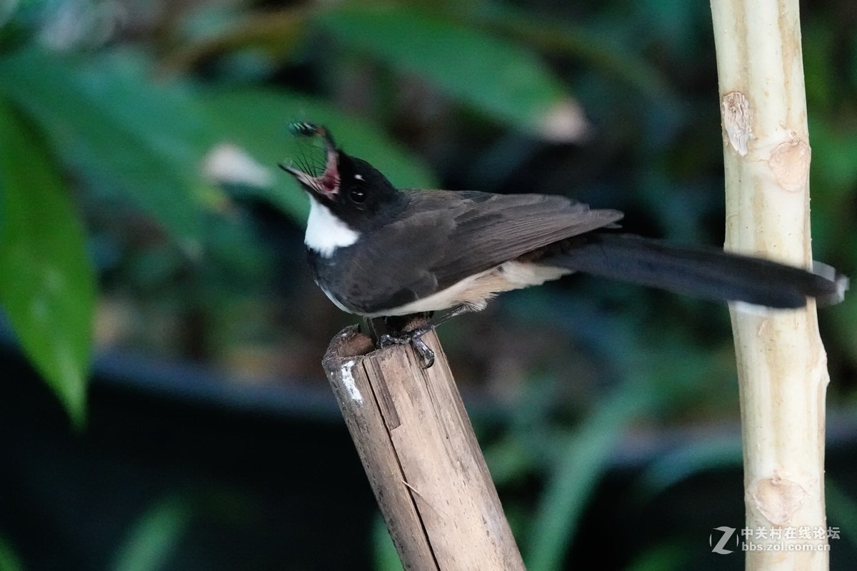 白腹扇尾鹟的绝活：空中捕蝇