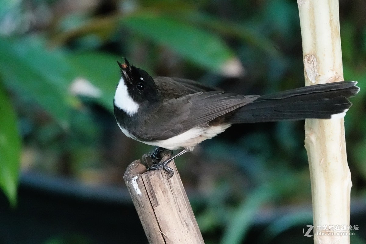 白腹扇尾鹟的绝活：空中捕蝇