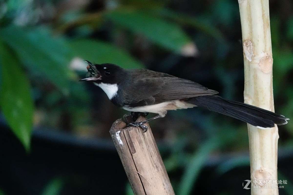 白腹扇尾鹟的绝活：空中捕蝇