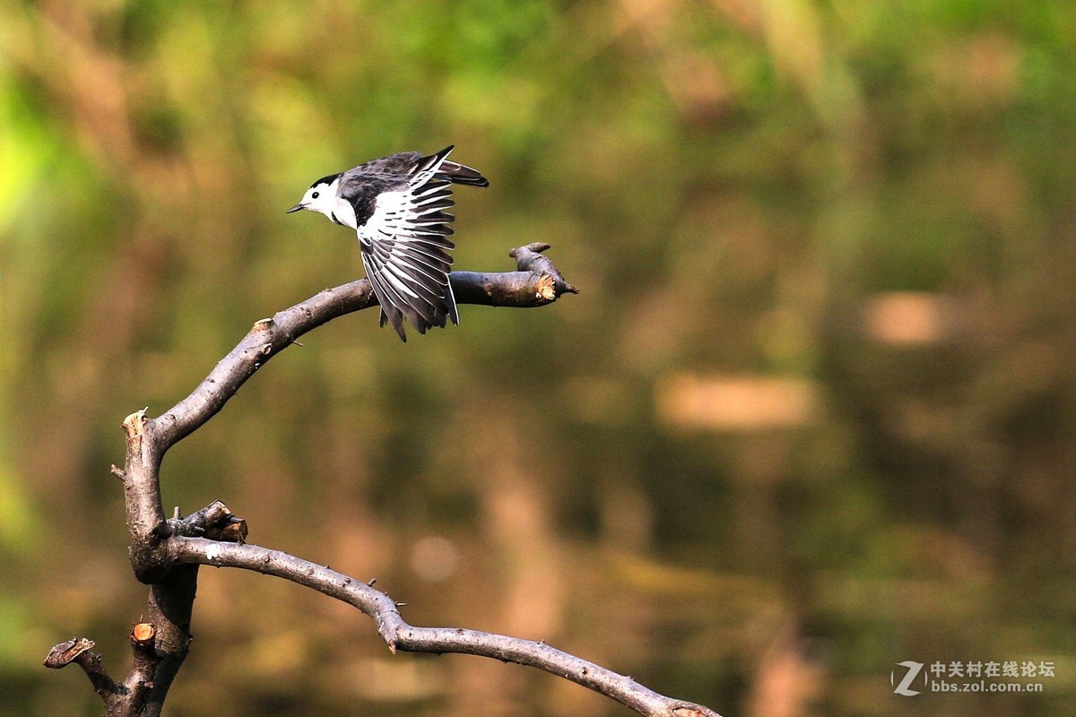 见鸟就打————绝不放过！