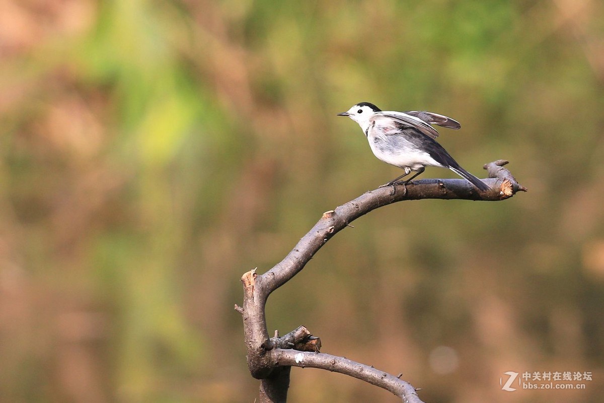 见鸟就打————绝不放过！