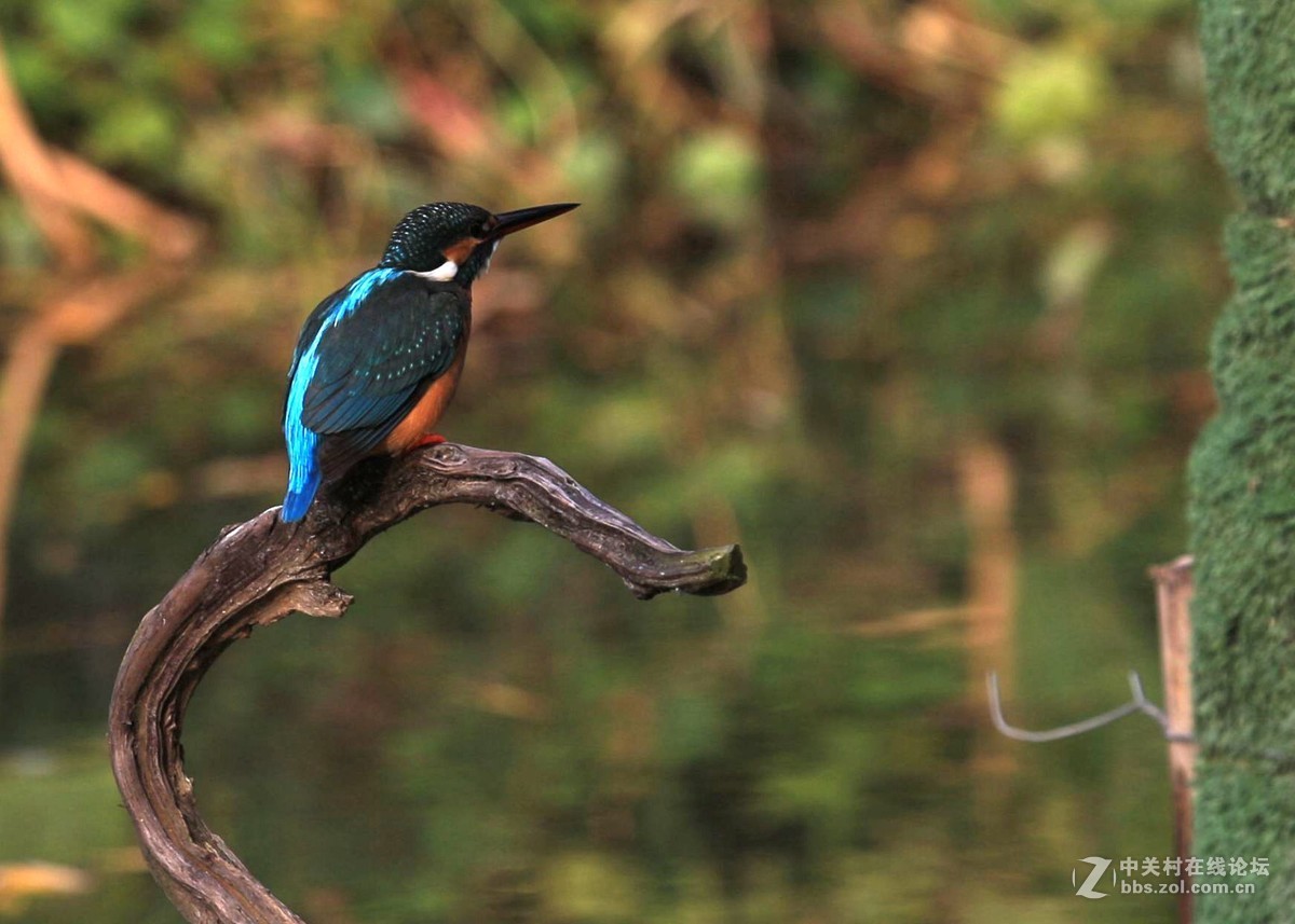 见鸟就打————绝不放过！