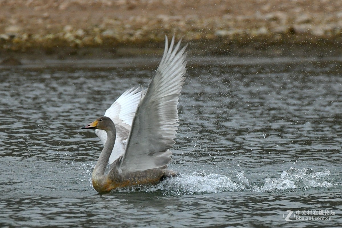 家乡又来了亚成体天鹅