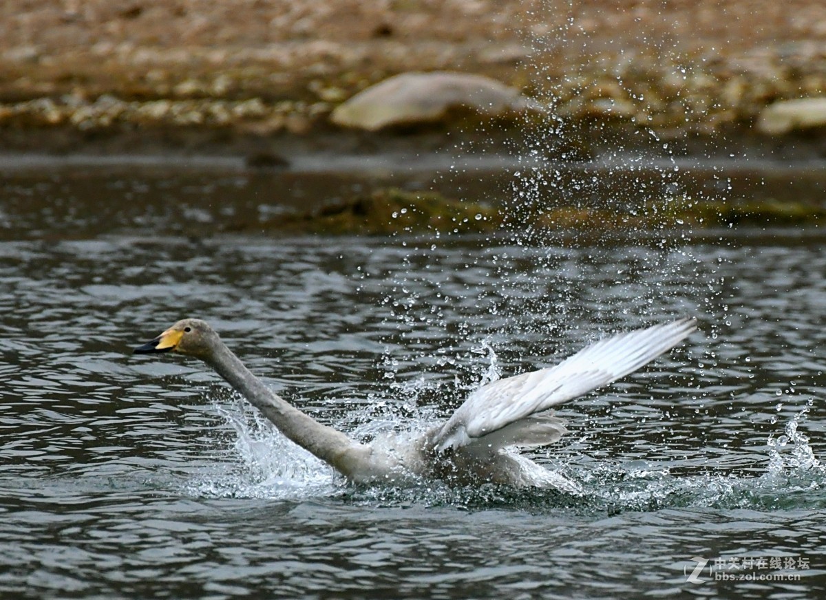 家乡又来了亚成体天鹅