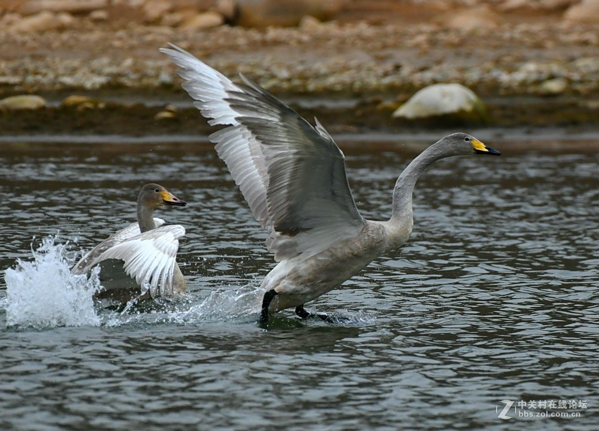 家乡又来了亚成体天鹅