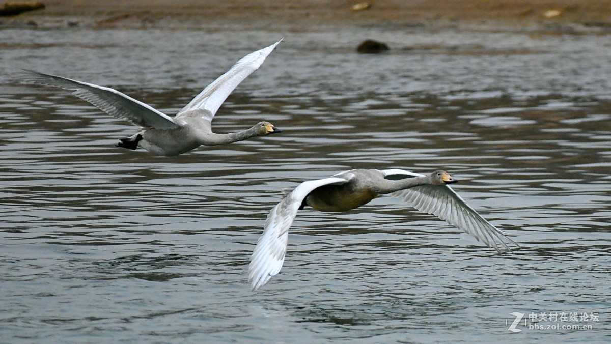 家乡又来了亚成体天鹅