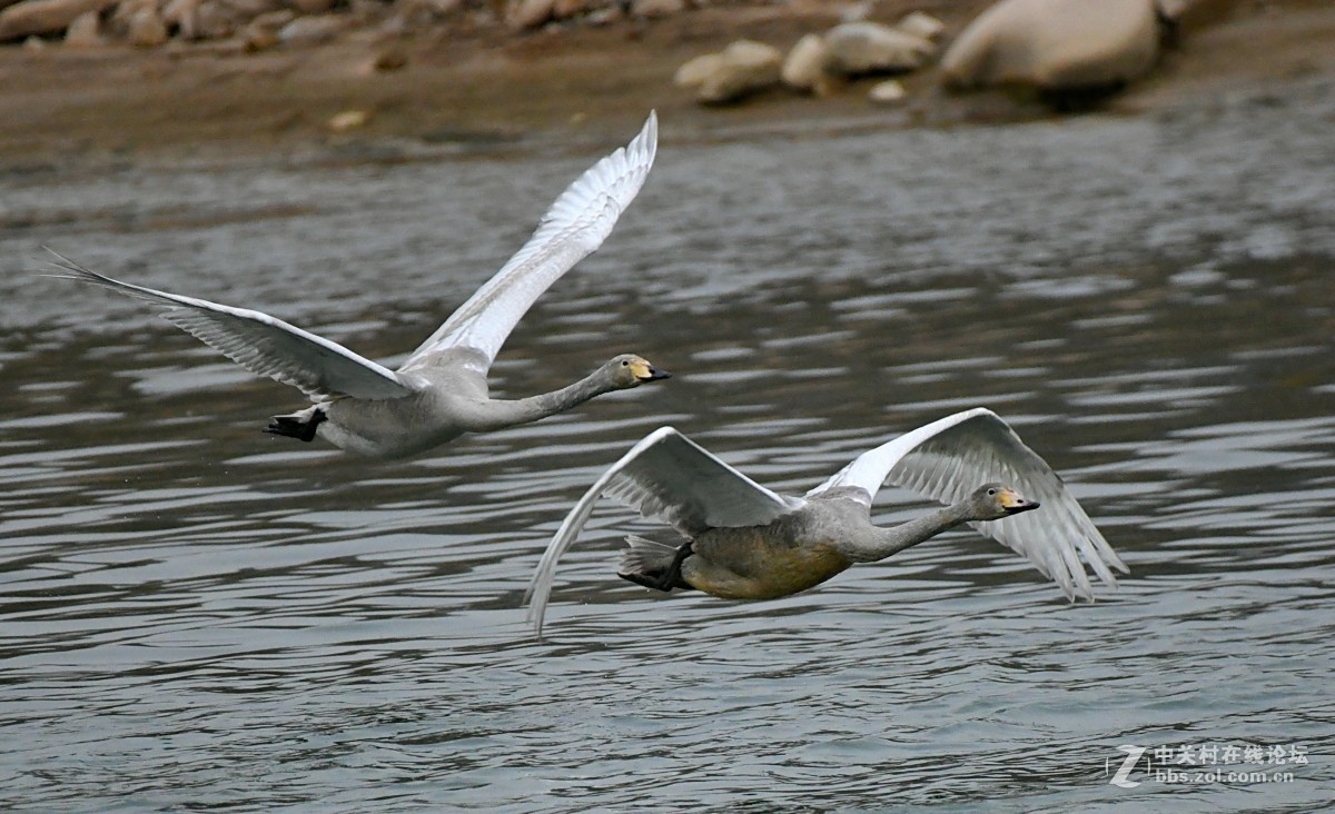 家乡又来了亚成体天鹅