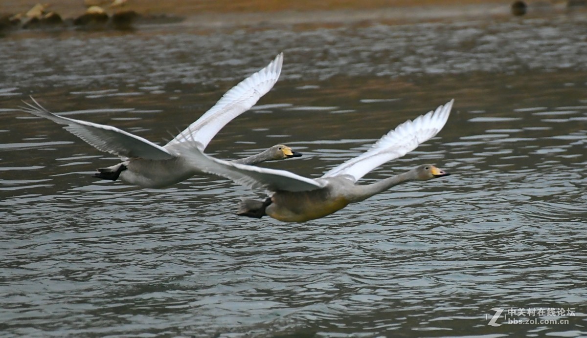 家乡又来了亚成体天鹅
