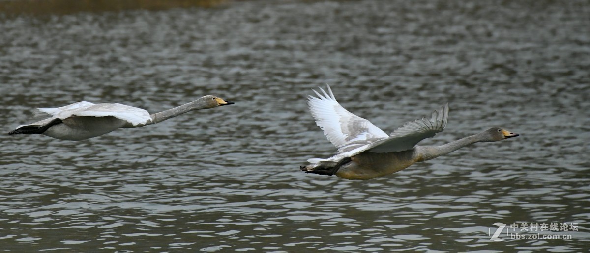 家乡又来了亚成体天鹅