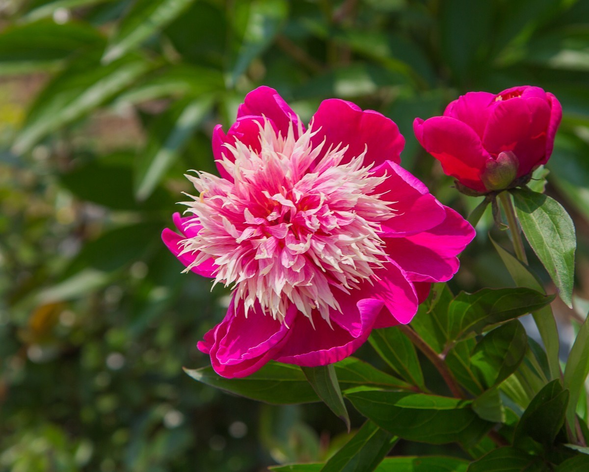 20191227扬州芍药园芍药花三