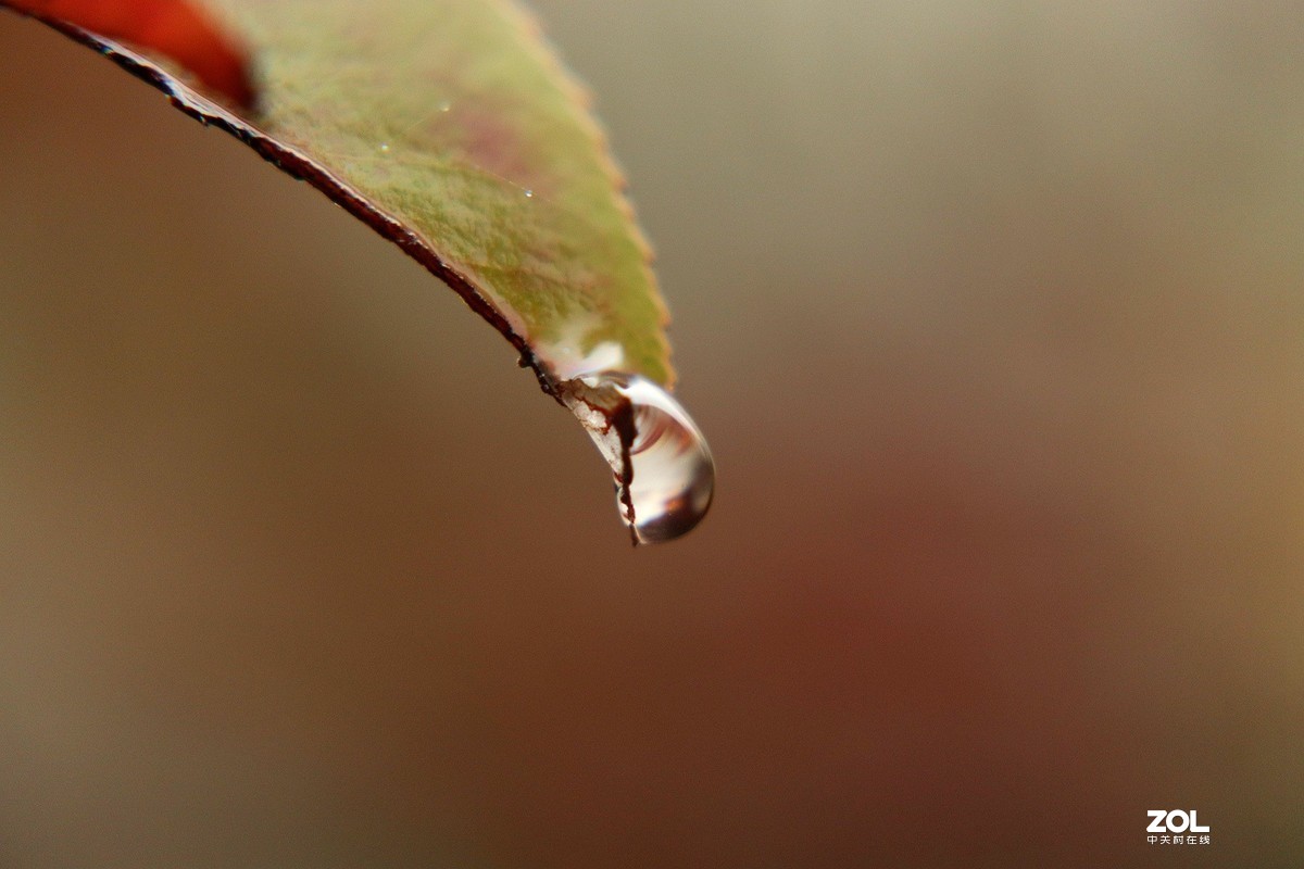 雨滴特寫