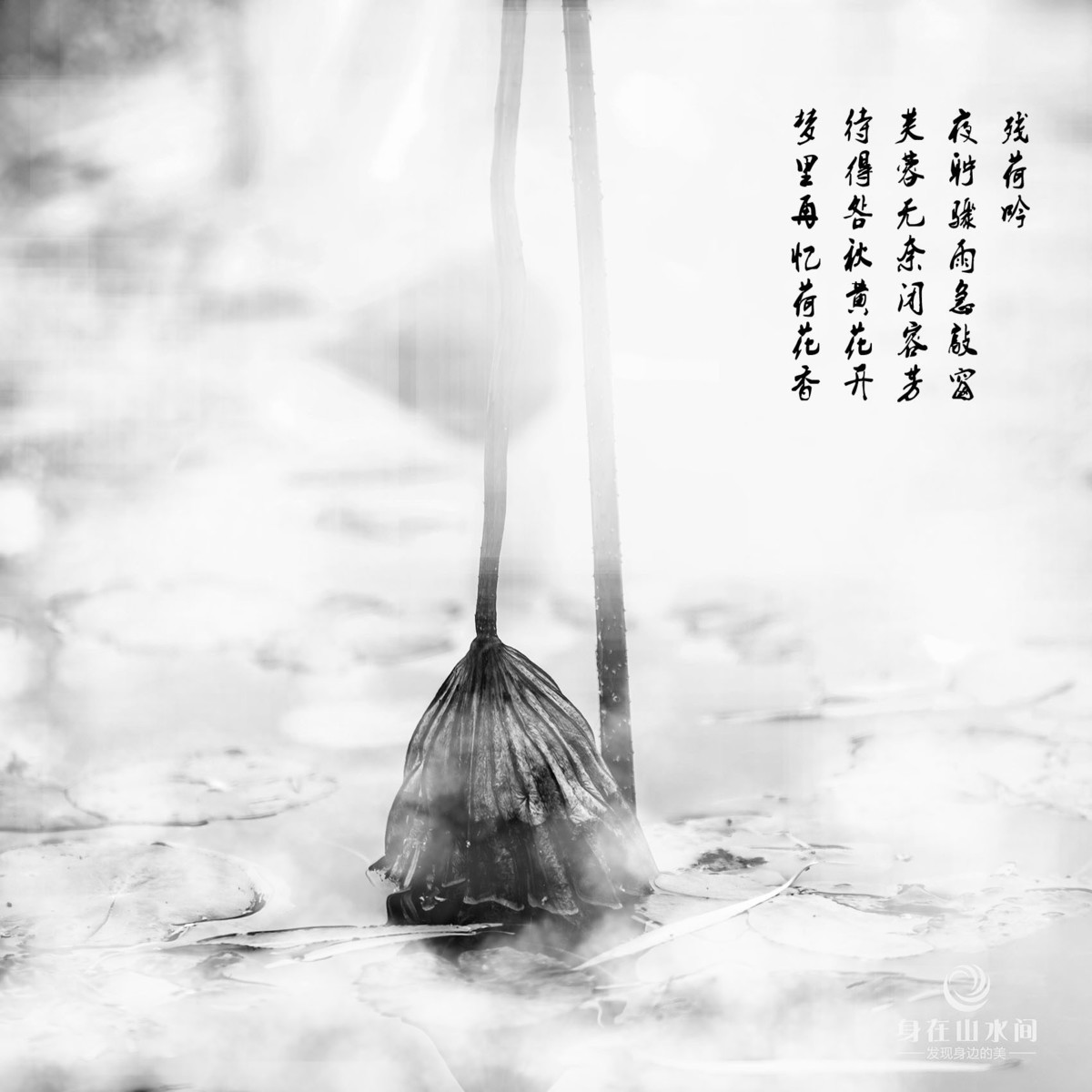 待得咎秋黄花开  梦里再忆荷花香......