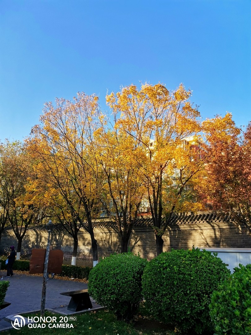 北京早晨的绿化带