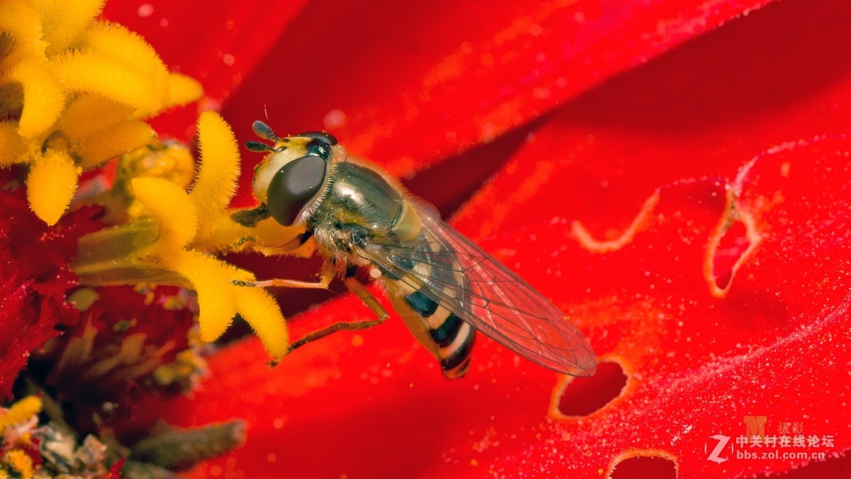 深秋再拍蜘蛛蜂