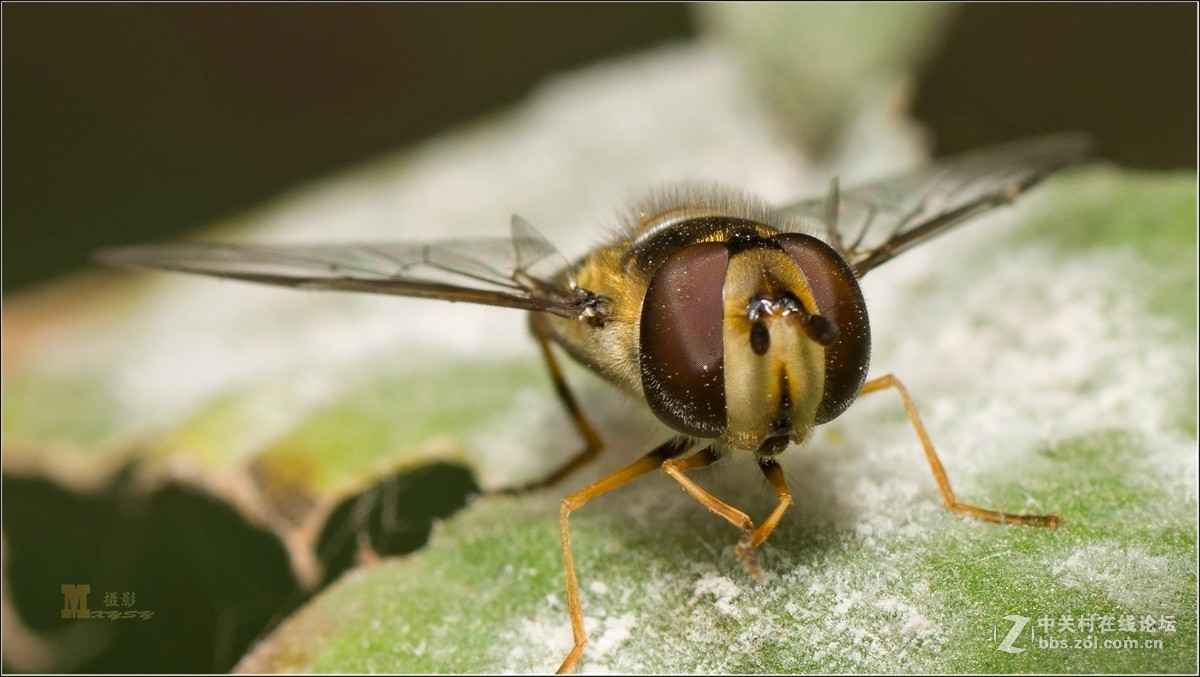深秋再拍蜘蛛蜂